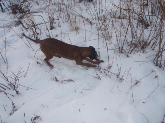 Jej prvý úlovok ( myš)