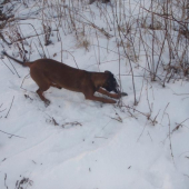 Jej prvý úlovok ( myš)