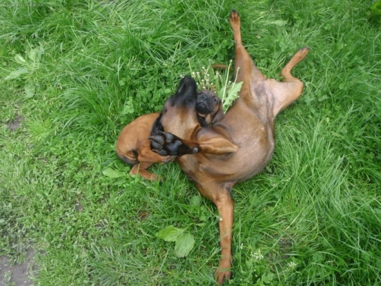 Axa a jej brat Cit z Hrochotskej Doliny-prvé stretnutie