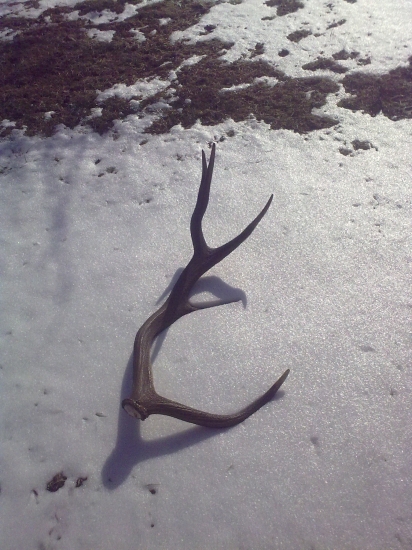 Poďakovanie od jeleňa