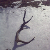 Poďakovanie od jeleňa