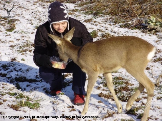 Bambi