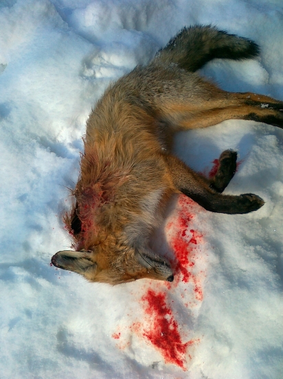 strieborná z Rumplovskej