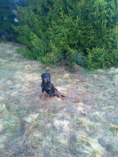 Jety pred chovným zvodom