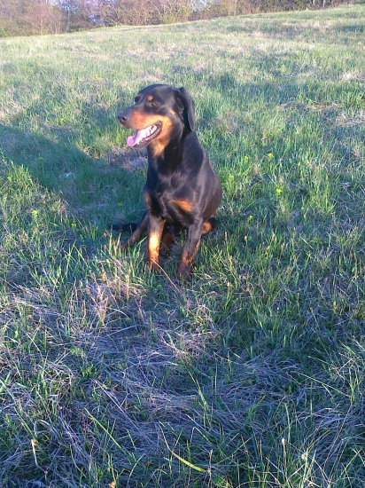 jety sa stal chovným psom