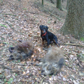 Spoločná poľovačka Rumplovská