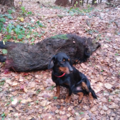 Dnešná poľovačka