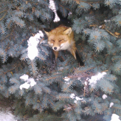 Zaspala v náručí smreka pichľavého