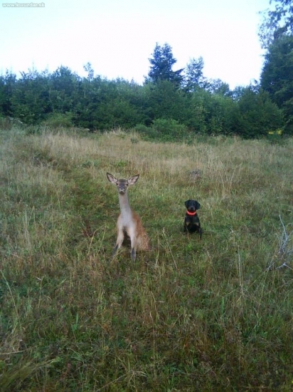 Jety Belanská jaskyňa pri dohľadaní zveri