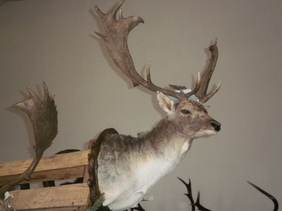 ...daniel z chov. výstavy.