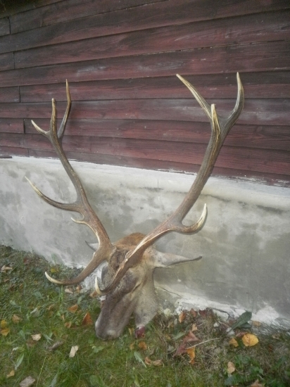 Jeleň našej jubilantky.