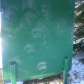 ...aj maco sa chcel pred spánkom dokrmiť kukuricou.