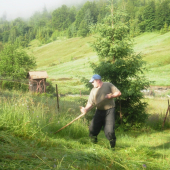 ....príprava krmiva na zimné obdobie