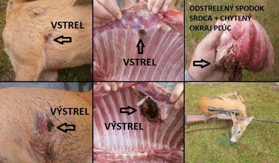 Sako Hammerhead 180gr.11,7g. 308Win.vs. srnec ll.vt