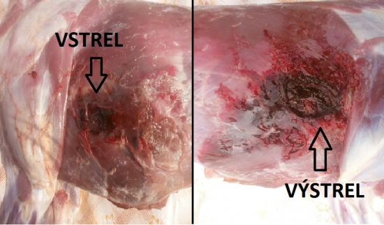 Hammerhead 180gr.11,7g. 308Win.vs. srnec ll.vt-von.rebrá.