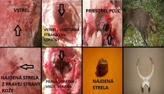 Sako Hammerhead 180gr.11,7g. 308Win.vs. diviak