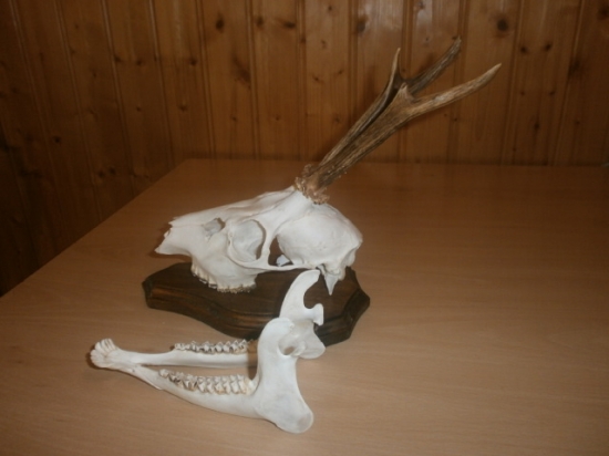 ...pripravená na prehliadku