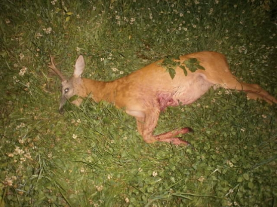 ...kamarátova ll.VT