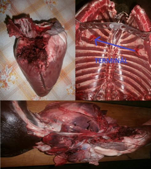 Sako Hammerhead 180gr.11,7g. 308Win.vs. špicer