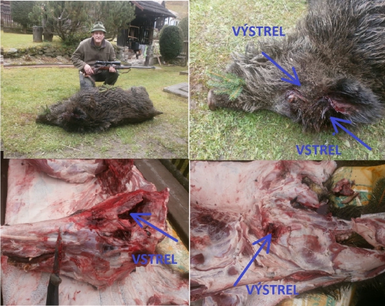 Sako Hammerhead 180gr.11,7g. 308Win.vs. diviak