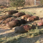 ...tu som sa podielal dvoma kusmi