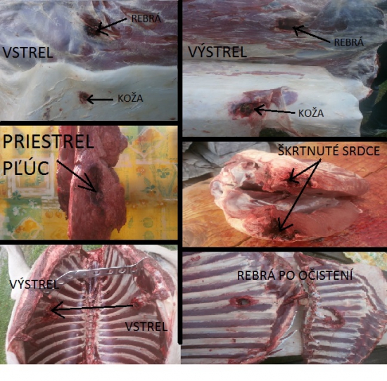 Sako Hammerhead 180gr.11,7g. 308Win.vs.jelenica