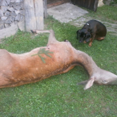 ...ako som si strážil svoj úlovok pred dotieravými osami!