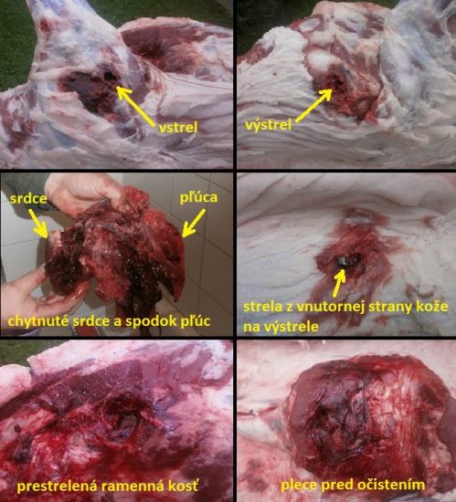 Sako Hammerhead 11,7g, 308W vs. lanštiak