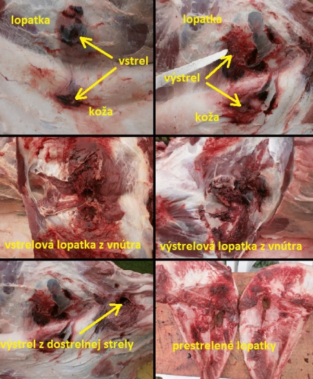 Sako Hammerhead 11,7g, 308W vs. diviak