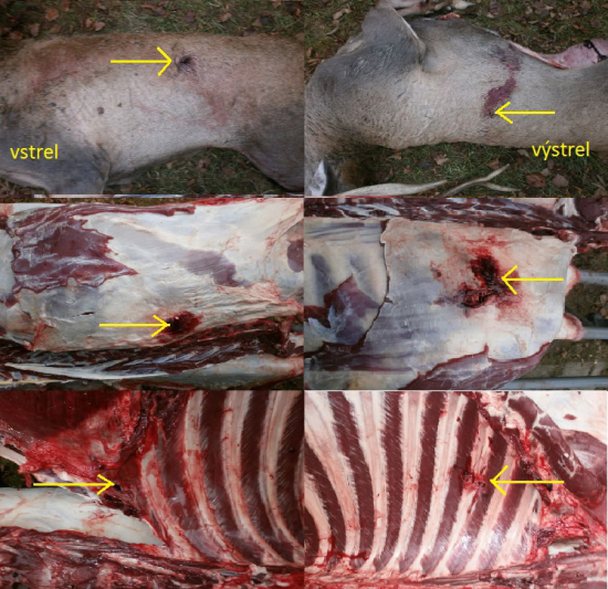 Sako Hammerhead 11,7g, 308W vs. jeleň