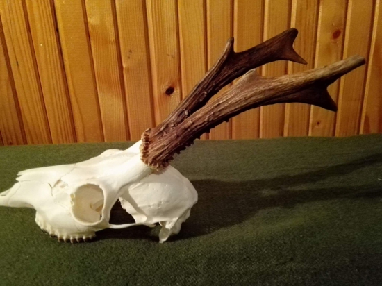 ...lebka srnca po vyvarení