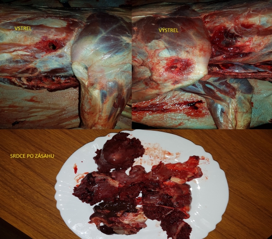 Sako Hammerhead 11,7g, 308W vs.svinka