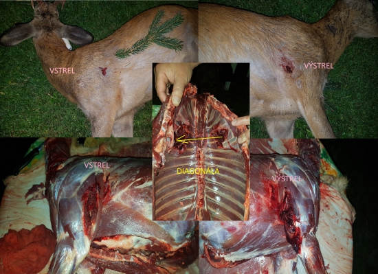 Sako Hammerhead 11,7g, 308W vs.srnec