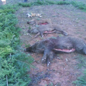 Výrad na hosťovskej poľovačke PZ Lysá.