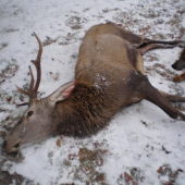 Plnenie plánu chovu a lovu.