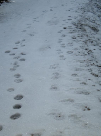 ... menšia svorka vlčkov (3ks)