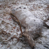 Konečne dohladaný.