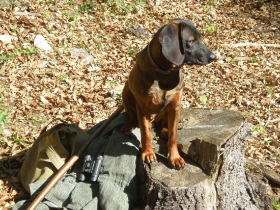 Minuloročné prechádzky lesom.