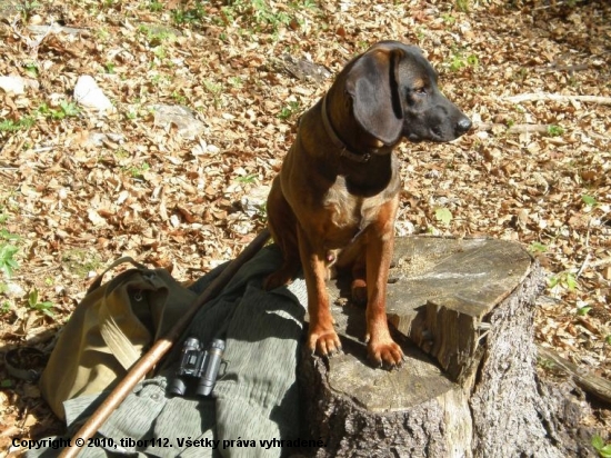 Minuloročné prechádzky lesom.