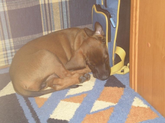 ...môj pan ma zničil.