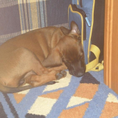 ...môj pan ma zničil.