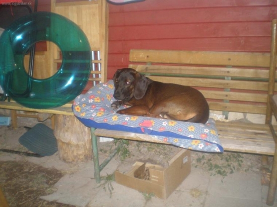 Môj pes na dovolenke.