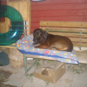 Môj pes na dovolenke.