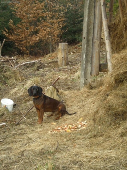 Veľkonočné prikrmovanie.