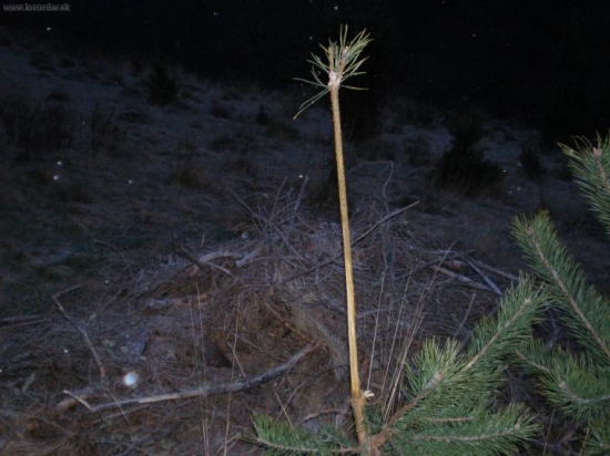 Dakoho dačo svrbelo.