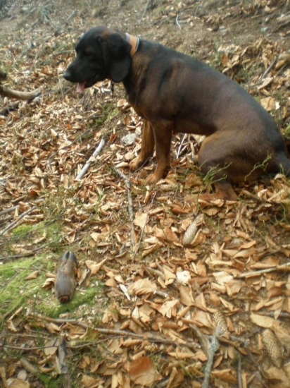 Dohľadanie 13,5 hod.stará stopa,cca800-900m dlhá.