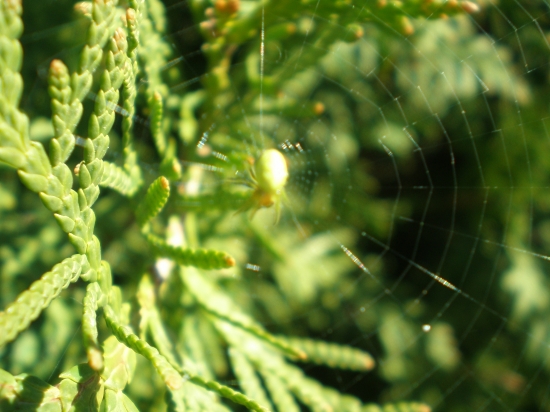 Zobudzajúce pavúčiky