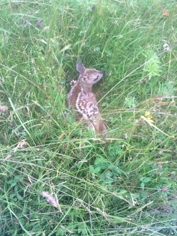 Malá jarná spomienka.