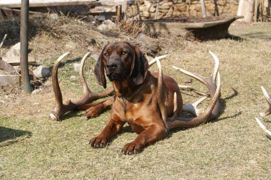 axel  a tohorocne zhody