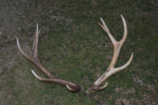 po 5 rokoch sa nasiel aj druhy